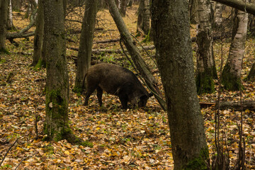 Sergiev Posad, Russia - 17 October 2021: Autumn view of wild boars in the forest