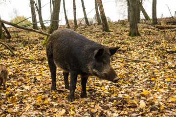 Sergiev Posad, Russia - 17 October 2021: Autumn view of wild boars in the forest