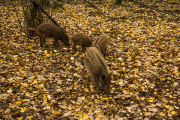 Sergiev Posad, Russia - 17 October 2021: Autumn view of wild boars in the forest