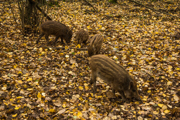 Sergiev Posad, Russia - 17 October 2021: Autumn view of wild boars in the forest