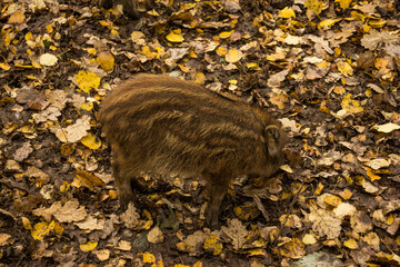 Sergiev Posad, Russia - 17 October 2021: Autumn view of wild boars in the forest
