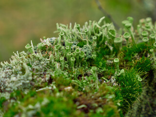 Forest floor covered with lichen and moss close up