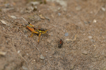 Gewöhnliche Gebirgsschrecke (Podisma pedestris) und Waldameise