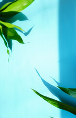 Obraz premium Background, texture, light blue, blurry, with leaves, bright sunlight and shadows, vertical .
