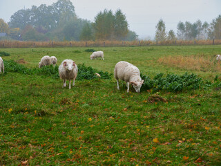 Fototapeta premium Rams on the meadow