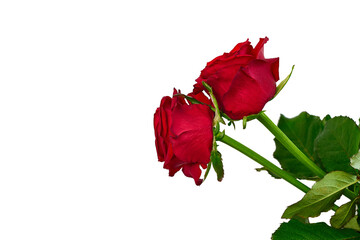 two red roses on white background. Isolate