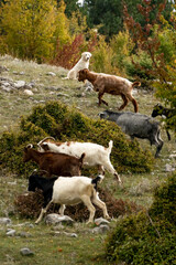 Herd of domestic goats with a shepherd dog in the Albanian mountains