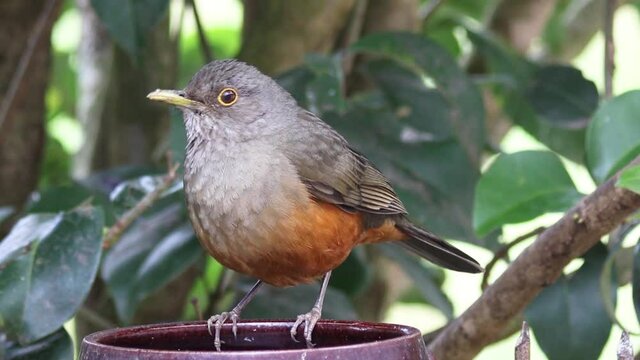 Rufous-bellied Thrush bird (Turdus rufiventris)