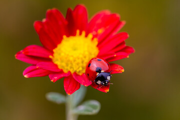 ladybug sitting on red flower