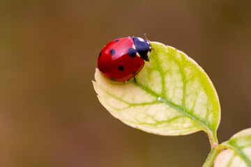 Ladybug on the leaf in the garden