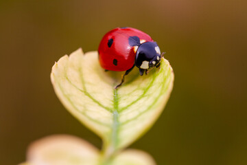 Ladybug on the leaf in the garden