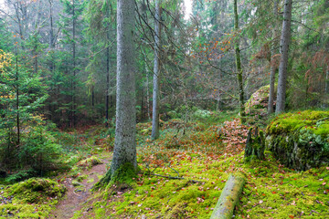 path in the forest