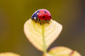 Ladybug on the leaf in the garden