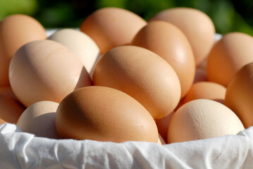 Eier Eggs