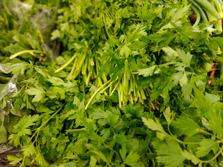 Parsley, green scent, Petroselinum crispum, is an herbaceous plant. Native to the central...