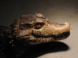 crocodile