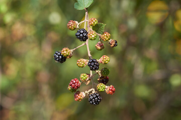 Reifende Brombeeren, Rubus sect. Rubus