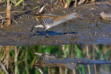 Wasserralle am Morgen im Herbst bei der Jagd in der Oberlausitz	