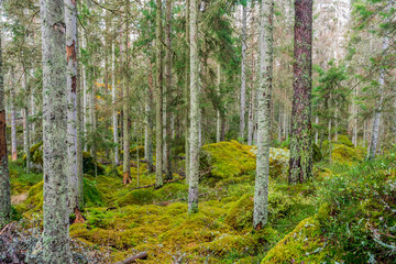Obraz premium forest in autumn