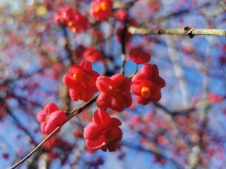 red berries on a branch