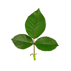 rose green leaf on a white background. Isolate