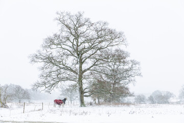A pair of horses trying to seek shelter under a tree during a heavy snow storm and blizzard on a Suffolk farm in the UK. Beast from the east storm