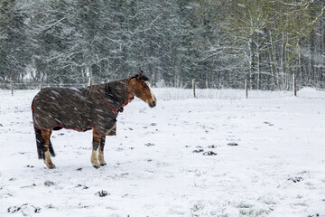 A beautiful brown horse wearing a coat trying to stay warm during a heavy snowfall and blizzard on a Suffolk farm in the UK. Beast from the east storm