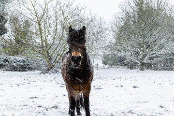 A beautiful brown horse trying to stay warm during a heavy snowfall and blizzard on a Suffolk farm in the UK. Beast from the east storm