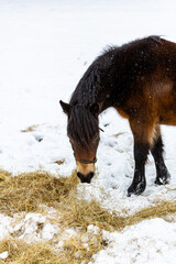 A beautiful horse grazing on hay that the farmer has provided during a rare heavy snow fall on a Suffolk farm