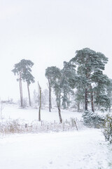 Beautiful winter landscape during snow storm sweeping across the Suffolk countryside