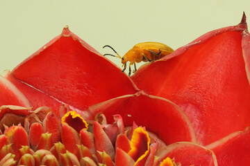 A cucurbit beetle is looking for food in bush. This insect has the scientific name Aulacophora...