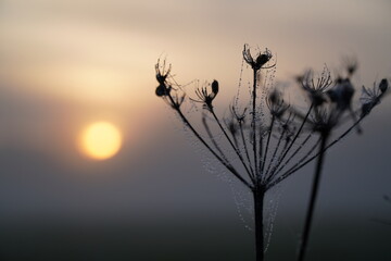 Fototapeta Jesienny suchy kwiat pokryty rosą o wschodzie słońca obraz