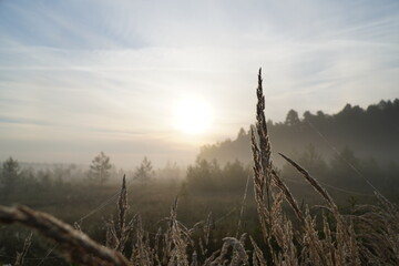 Mglisty poranek nad leśnym bagnem z widokiem trawy na pierwszym planie