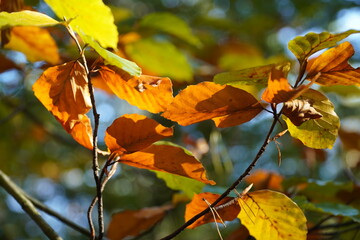 Jesienne kolorowe liście bukowe