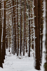 A beautiful landscape view of open British woodland with a empty snow covered bench during a rare heavy snowstorm