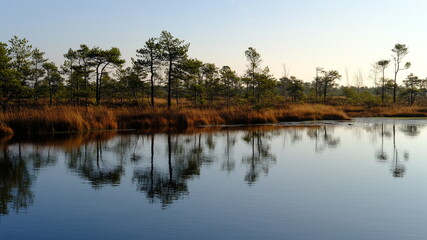 Obraz premium Autumn morning in the Kemeri bog