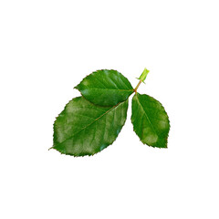 rose green leaf on a white background. Isolate