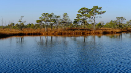Autumn morning in the Kemeri bog