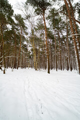 A beautiful landscape view of open British woodland with a empty snow covered bench during a rare heavy snowstorm