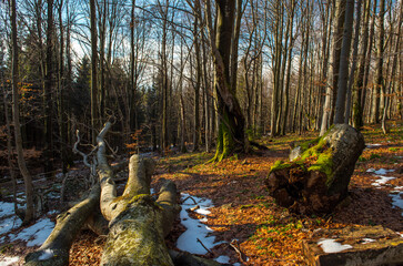 Birch and spruce forest in the Bieszczady Mountains on the border of Poland and Ukraine. Late...