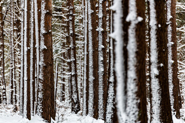 Fototapeta premium A beautiful landscape view of open British woodland with a empty snow covered bench during a rare heavy snowstorm