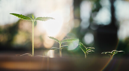 closeup small cannabis tree from seed growth step in garden