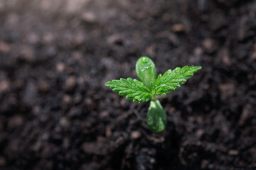 closeup small cannabis tree from seed growth step in garden