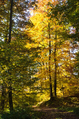 herbstwald , herbst im buchenwald nähe weissenborn in nordhessen . wanderung p15 graburg