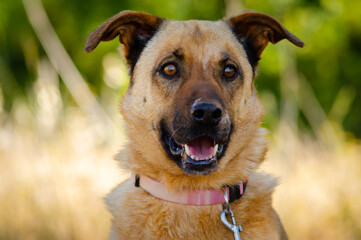 Portrait of the brown dog.