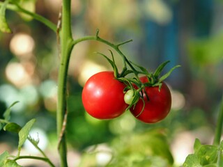 Ripe red juicy fruits of tomatoes on a branch of a bush of a tomato plant, tied up and growing in a greenhouse.