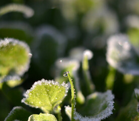 Plant with leaves covered with morning frost. Photo taken in late autumn