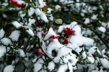 Red ivy berries covered in snow during the winter