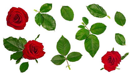 set with red roses, green rose leaves on a white background. Isolate