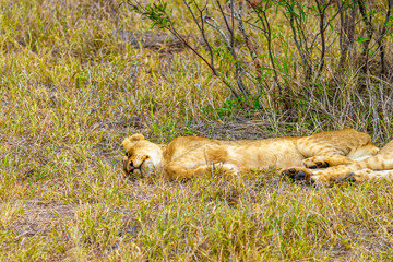 Young lion children sleeps safari Kruger National Park South Africa.
